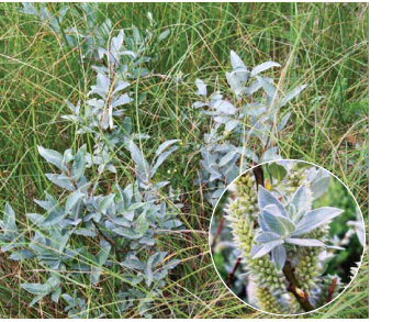 Верба лапландська (Salix lapponum L.)