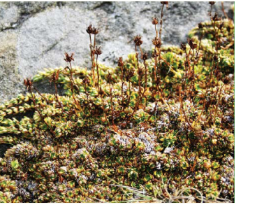 Камнеломка моховидная (Saxifraga bryoides L.)