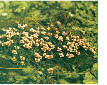 Ломикамінь супротивнолистий (Saxifraga oppositifolia L.)