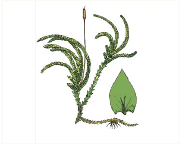 Птерогоній граціозний (Pterogonium gracile (Hedw.) Sw.)