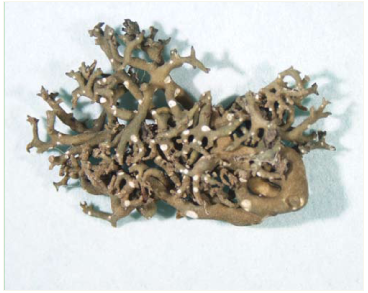 Агрестія щетиниста, аспіцилія щетиниста (Agrestia hispida (Mereschk.) Hale & W.L. Culb. (=Aspicilia hispida Mereschk.))