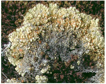 Фульгензия пустынная (Fulgensia desertorum (Tomin) Poelt)