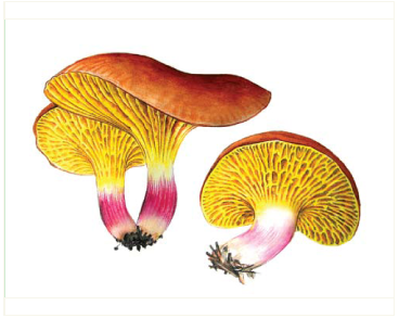 Філопор рожево-золотистий (Phylloporus pelletieri (Lév. apud Crouan) Quél. [Phylloporus rhodoxanthus (Schwein.) Bres.])