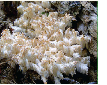 Гериций коралловидный (Hericium coralloides (Fr.) Gray)