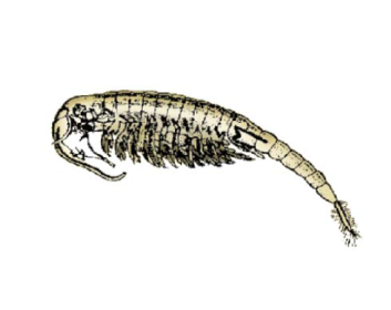 Дрепанозурус двуликий (Drepanosurus birostratus (Fischer, 1851))