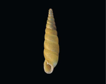 Серулина зубчатая (Serrulina serrulata (L. Pfeifer, 1874))