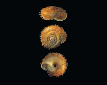Трохулюс опушений (Trochulus villosulus (Rossmassler, 1838))