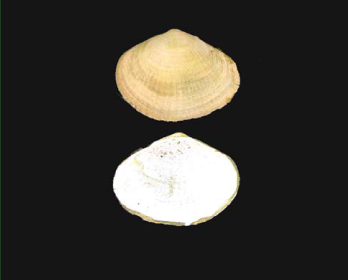 Гіпаніс левіускула (Hypanis laeviuscula (Milachevitch, 1916))