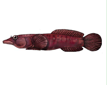 Риба-присосок товсторила (Lepadogaster candolii Risso, 1810)