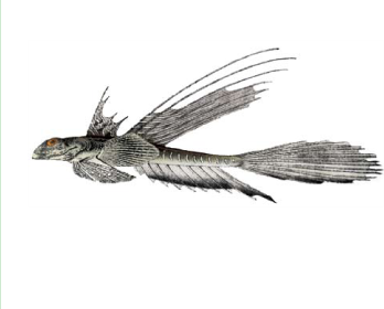 Піскара бура (Callionymus pussilus Delaroche, 1809)