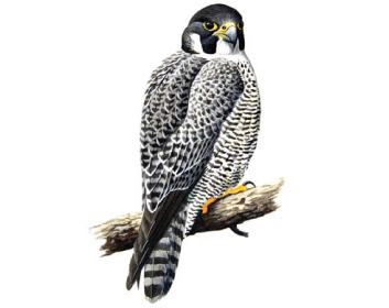 Сапсан (Falco peregrinus Tunstall, 1771)