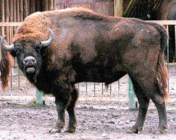 Зубр (Bison bonasus (Linnaeus, 1758))