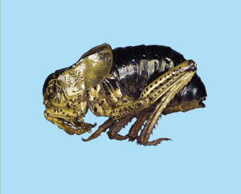 Коник-товстун степовий (Callimenus multituberculatus (Fischer-Wald- heim, 1833))