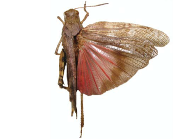 Трещотка ширококрылая (Bryodemella tuberculata (Fabricius, 1775))
