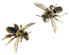 Дазипода (мохноногая пчела) шипоносная