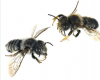 Мегахила Жиро, пчела-листорез Жиро