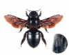 Ксилокопа (бджола-тесляр) фіолетова