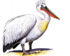 Пеликан кудрявый