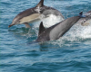 Дельфин обыкновенный (белобочка)