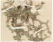 Lycopodioides helveticum (L.) Kuntze (Lycopodium helveticum L., Selaginella helvetica (L.) Spring)