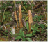 Selaginella selaginoides (L.) P. Beauv. ex Mart. et Schrank (Lycopodium selaginoides L., Selaginella spinulosa A.Braun)