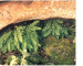 Woodsia alpina (Bolton) S.F.Gray (Acrostichum alpinum Bolton)