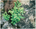 Woodsia ilvensis (L.) R. Br. (Acrostichum ilvense L.)