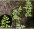 Anogramma leptophylla (L.) Link (Polypodium leptophyllum L.)