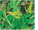 Botrychium matricariifolium (A.Braun ex Döll) W.D.J.Koch (B. lunaria (L.) Sw. var. matricariifolium A.Braun ex Döll)