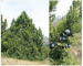 Juniperus excelsa M.Bieb.