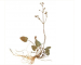 Caldesia parnassifolia (L.) Parl. (Alisma parnassifolium L.)