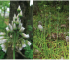 Nectaroscordum bulgaricum Janka (N. dioscoridis auct. non (Sm.) Stank., N. meliophilum Juz., N. siculum (Ucria) Lindl. subsp. bulgaricum (Janka) Stearn; Allium bulgaricum (Janka) Prodán)
