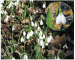 Galanthus elwesii Hook.f. (G. maximus Velen., G. nivalis L. subsp. elwesii (Hook.f.) Gottl.-Tann.)