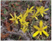 Sternbergia colchiciflora Waldst. et Kit.