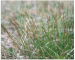 Carex davalliana Smith (Vignea davalliana (Smith) Rchb.)