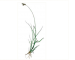 Carex lachenalii Schkuhr (C. tripartita auct. non All.)