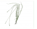 Carex loliacea L.