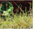 Carex pauciflora Lightf.