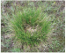 Carex pediformis C. A. Mey.