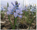 Hyacinthella pallasiana (Steven) Losinsk. (Hyacinthus pallasianus Steven)