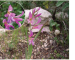 Gladiolus italicus Mill. (G. segetum Ker Gawl.; G. tenuiflorus K.Koch)