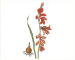Gladiolus palustris Gaudin