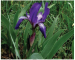 Iris furcata M.Bieb. (I. hungarica auct. non Waldst. et. Kit. p.p.)