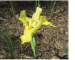 Iris pineticola Klokov (I. flavissima Pall. subsp. stolonifera f. orientalis Ugr., I. arenaria Waldst. et Kit. subsp. orientalis (Ugr.) Lavrenko, I. humilis Georgi subsp. orientalis (Ugr.) Soó)