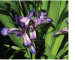 Iris pseudocyperus Schur (I. graminea L. subsp. pseudocyperus (Schur) Soó; I. graminea var. latifolia Spach)