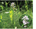 Dactylorhiza transsilvanica (Schur) Aver. (Dactylorhiza maculata (L.) Soó var. transsilvanica (Schur) P.Delforge; Orchis transsilvanica Schur)
