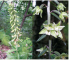 Epipactis helleborine (L.) Crantz (E. latifolia (L.) All.)