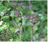 Listera cordata (L.) R.Br. (Ophrys cordata L.)