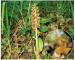 Neottia nidus-avis (L.) Rich. (Ophrys nidus-avis L., Neottia vulgaris Kolb.)