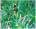 Ophrys insectifera L. (O. myodes (L.) Jacq., O. muscifera Huds.)